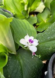 Image result for Kaempferia