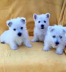 Westie Puppy Information Goldenacresdogs Com