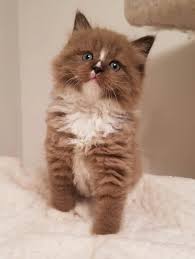 Wonderful, gorgeous, sweet champion bloodline ragdoll. Pin De Aspen Ragdolls Em Aspen Ragdoll Kittens Bichinhos Fofos