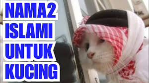 Nov 16, 2020 · nama kucing dalam bahasa arab juga kerap bertujuan agar memberikan doa kepada pemiliknya. Nama Islami Untuk Kucing Tahun 2020 Youtube