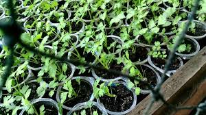 Seledri daun atau irisan (kelompok a. 5 Tips Mudah Cara Menanam Seledri Paling Sederhana Petani Pemula