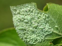 Image result for puklice na pokojových rostlinách obrázek