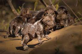 As africa becomes more populated more domestic dogs come. Wild Pups Romp Again In An African Paradise The New York Times