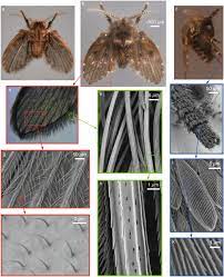How Drain Flies Manage To Almost Never Get Washed Away Scientific Reports