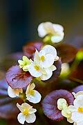 Image result for Begonia rumpiensis