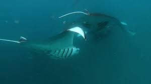 Hanifaru Bay Manta Snorkeling With Dive Butler Finolhu Maldives 1 09 2018