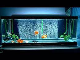 My Ideal Goldfish Aquarium Goldfish Tank Freshwater Aquarium Plants
