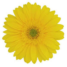 Gerbera Daisy Blooms For Special Events Fiftyflowers Com Yellow Wedding Flowers Gerbera Flower Gerbera Daisy