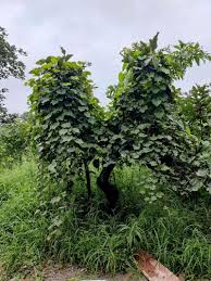 Image result for Ampelocissus