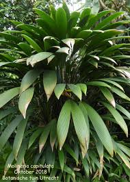 Image result for Molineria