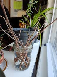 Elderberry can be grown from seeds but it's a tricky process. Elderberry Cuttings Grow New Plants In Less Than 1 Month Permaculture Gardener Soil Health Grower And Light Farmer