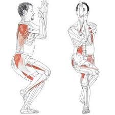 Yogaanatomy Net Newsletter Issue 001 Garudasana Eagle Pose Yoga Anatomy Yoga Benefits