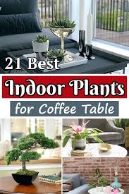 21 Best Coffee Table Plants To Grow Indoors Coffee Table Plants Growing Plants Indoors Plants