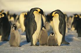 Especially birds are quite beautiful and one of these beautiful birds is emperor penguin. Antarctica Facts For Kids Geography Continents Facts For Kids
