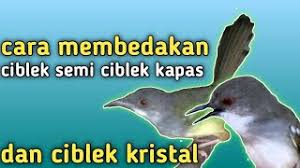 Om ridlo, pemilikrp 400.000 burung ciblek semi hampir putih atau kristal. Ciri Ciri Ciblek Kristal Ciblek Kapas Dan Ciblek Semi Youtube