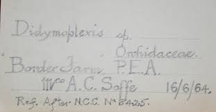 Image result for Gastrodia ballii