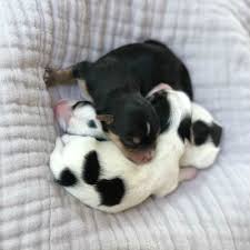 Maybe you would like to learn more about one of these? About Heritage Hill Yorkies