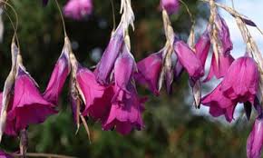 Image result for Dierama formosum × plowesii