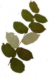 Image result for Grewia monticola