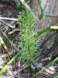 Image result for Digitaria gymnostachys