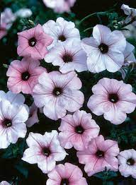 * qty breaks are available. Petunia Tidal Wave Silver T T Seeds