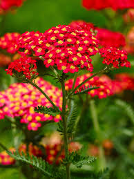 Image result for Achillea