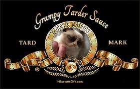 With tenor, maker of gif keyboard, add popular grumpy cat animated gifs to your conversations. Top 30 Angry Cat Gifs Find The Best Gif On Gfycat