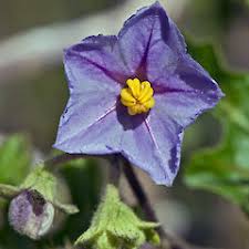 Image result for Solanum linneanum