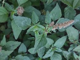 Image result for Amaranthus deflexus