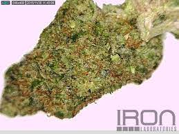 7304 michigan ave, detroit, mi 48210. Iron Laboratories Green Door Alternative