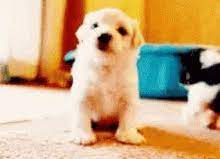 I think this should be also chosen by. Puppy Gifs Tenor
