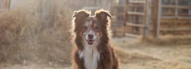 Maybe you would like to learn more about one of these? Adoption Application Viva Nm Rural Animal Rescue