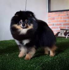 National dogs of different countries. Stud Service Pets For Sale In Malaysia Mudah My