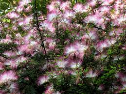 Image result for Calliandra brevipes