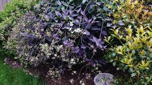 Image result for Clematis recta atropurpurea