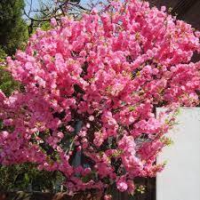 Almond trees are very easy to grow in a backyard garden, however, two separate cultivars must be planted for cross pollination in order to produce nuts. Buy Flowering Almond Prunus Triloba 5 Seeds Online Seeds Hobbyseeds Store