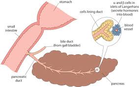 The islets consist of four distinct cell types, of which three produce important hormones. Olcreate Heat Ncd Et 1 0 Non Communicable Diseases Emergency Care And Mental Health Module 2 Diabetes Mellitus Figure 2 3 Cells In The Islets Of Langerhans In The Pancreas Produce Insulin And Glucagon Source The Open University