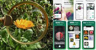 Feb 11, 2019 · 7 best flower identification apps for android. 19 Best Plant Identification Apps For 2021 Balcony Garden Web