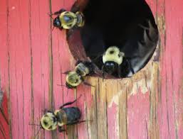 They build their nests underground or bumble bee colonies are more modest in size, however, than honey bee hives. Bumble Bees Nesting In Bird House What S That Bug
