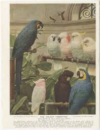 Antique parrot print bay headed parrots white bellied green yellow exotic birds. Antique Bird Print Of Various Parrots By Bibby 1913