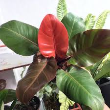 A new leaf on philodendron majestic (verrucosum x. Philodendron Red Cherry Furniture Home Living Gardening Plants Seeds On Carousell