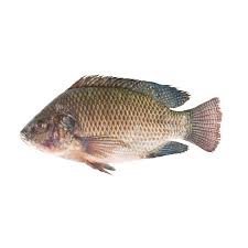 Mojarra