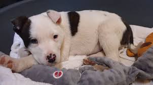 We did not find results for: Ces Quatre Chiens Et Trois Chats Du Loiret Cherchent Un Nouveau Foyer Pour Debuter Une Nouvelle Vie Orleans 45000