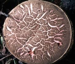 Image result for Xerocomellus diffractus