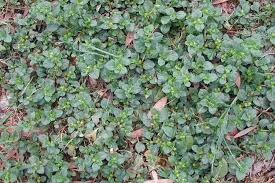 Image result for Alternanthera pungens