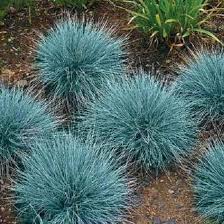 Image result for Festuca
