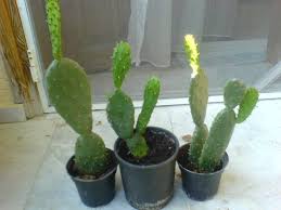 Bu Bitkileri Sakin Evinize Sokmayin 2020 Bitki Saksida Cicekler Yukseltilmis Cicek Tarhlari