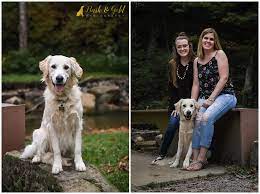 I belong to the golden retriever club of america and the greater pittsburgh golden retriever club. Ellie The Golden Retriever Puppy Pittsburgh Pet Photographer Bark Gold Photography Pittsburgh Pet And Dog Photographer
