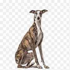 Check out our full italian greyhound product collection. Italian Greyhound Png Images Pngegg