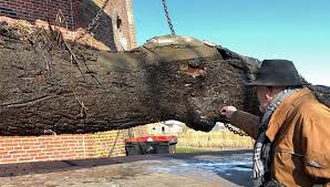 Eeuwenoude iep na 8 jaar uit water gehaald